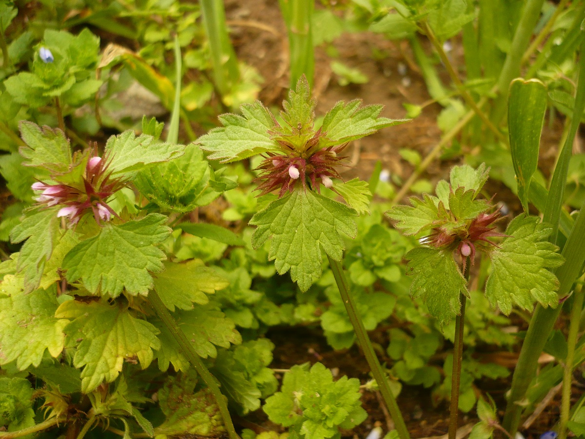 Lamium hybridum (Lamiaceae)